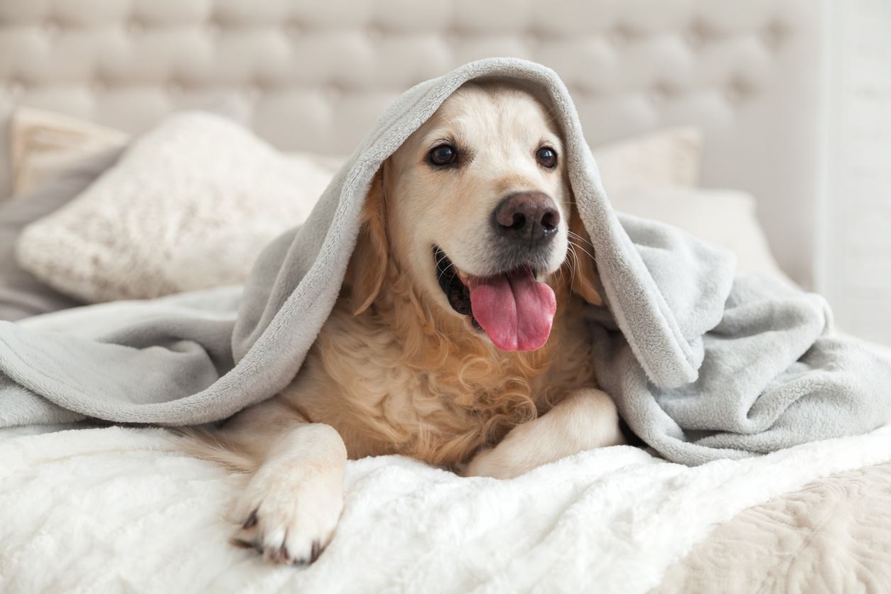 How to Live With Allergies and Your Pet Photo